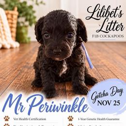 Mr Periwinkle - Black male Cockapoo puppy in Tampa, Florida from Mary Puppins