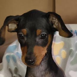 CO-OWNER WANTED  GAMORA - Black and tan female Miniature Pinscher puppy in Cincinnati, Ohio from ALL AMERICAN K9 LLC