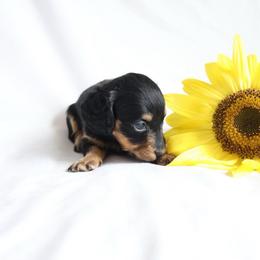Daisy - Black and tan female Dachshund puppy in Fredericksburg, Ohio from William's Dachshunds