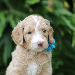 Australian Labradoodle Puppies from Southern Cove Labradoodles