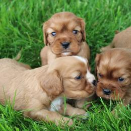 Cavalier King Charles Spaniel, Cavapoochon, and Goldendoodle Puppies from Timshell Farm Specialty Crossbreed Puppies