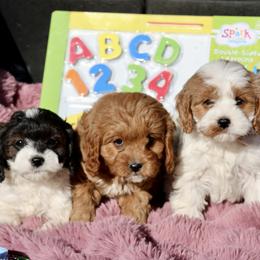 Bernedoodle and Cavapoo Puppies from Lawler’s Legacy Litters