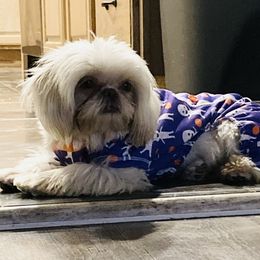 Rori - Shih Tzu