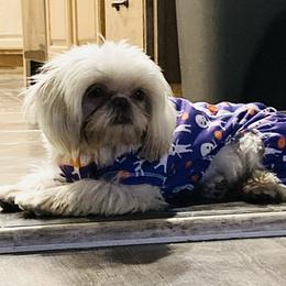 Rori - Shih Tzu