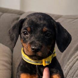 Tweety - Black and rust female Doberman Pinscher puppy in Wellington, Ohio from Jessie (TDD, llc)