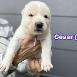 Cesar - White male Central Asian Shepherd Dog puppy in Island City, Oregon from Alabaivalley