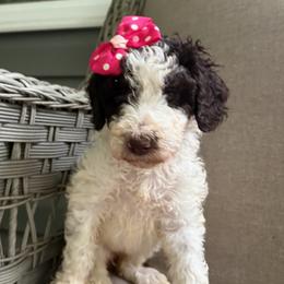Cleopatra - Parti female Labradoodle puppy in Camden, North Carolina from Oopsie Doodles of NC
