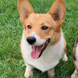 Pembroke Welsh Corgis from Lost Creek Corgis