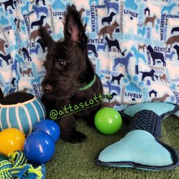 Scottish Terriers from Atta Scottie
