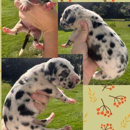 BOO - Harlequin male Great Dane puppy in Wellsville, New York from Prophecy Danes