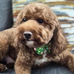 June - Poodle