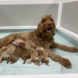 Australian Labradoodle Puppies from Salona Australian Labradoodles