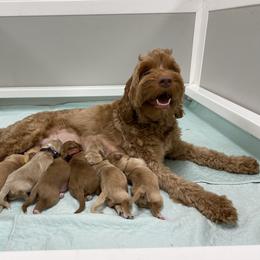 Australian Labradoodle Puppies from Salona Australian Labradoodles