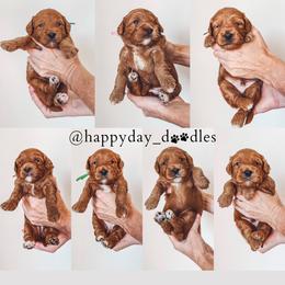 Goldendoodle Puppies from Happy Day Doodles