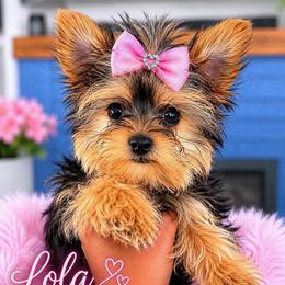 Lola-Girl 1 - Black and tan female Yorkshire Terrier puppy in Selden, New York from Alisha's Yorkshire Terriers