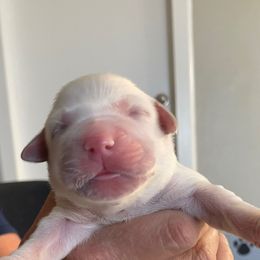 Light Pink Collar - Light golden female Golden Retriever puppy in Peoria, Arizona from Westwing Retrievers