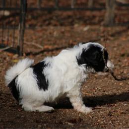 Jasper - Parti male Miniature Schnauzer puppy in Port Orchard, Washington from Silver Bells Miniature Schnauzers