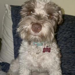 Miniature Schnauzer puppies from Krystle's Miniature Schnauzers