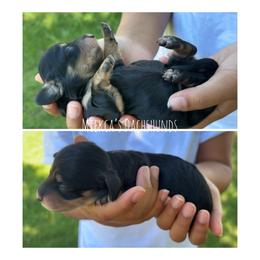 Girl 3 - Black and cream female Dachshund puppy in Orem, Utah from Miekca’s Dachshunds