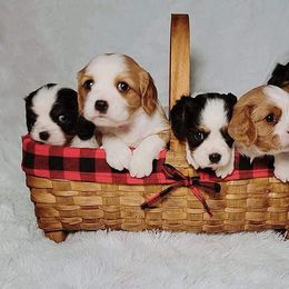Cavalier King Charles Spaniel Puppies from Penny's from Heaven