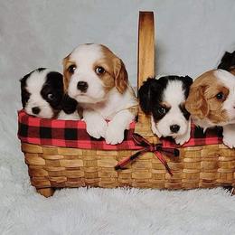 Cavalier King Charles Spaniel Puppies from Penny's from Heaven