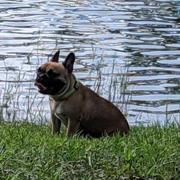 French Bulldogs from Pine Lake Kennel