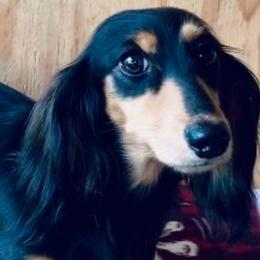 LOLA - Dachshund
