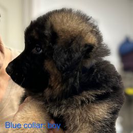 Boy 1 - Black and red male German Shepherd puppy in Annetta, Texas from OakSong German Shepherd Dogs