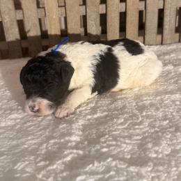 Butterfinger - Black and white male Bernedoodle puppy in Luana, Iowa from Country View Bernedoodles and Goldendoodles