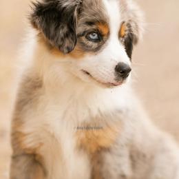 Aussiedoodle and Miniature American Shepherd Puppies from King Family Ranch