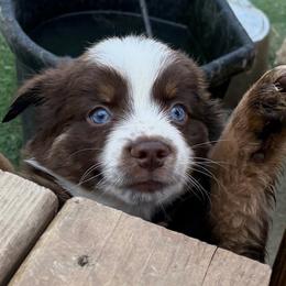 RTB - Red tri male Miniature Australian Shepherd puppy in Bethany, Illinois from Rachel at Marrowbone Creek Aussies