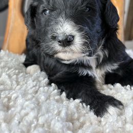 Thibodeaux - Black and white male Aussiedoodle puppy in Bridge City, Texas from My Amis AussieDoodles