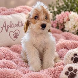 Aphrodite - Parti female Goldendoodle puppy in Milton, Florida from Sutton Place Doodles