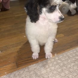 Dalmatian and Poodle Puppies from Exquisite Dalmatians & Standard Poodles