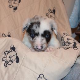 Mustang (aka Noodles) - Blue merle Border Collie puppy in Grapevine, Texas from Cates Border Collies