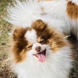 Toak - Pomeranian