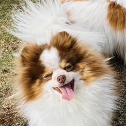 Toak - Pomeranian