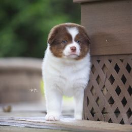 Jesse - Black tri-color male Australian Shepherd puppy in Wheaton, Illinois from Patsy Heaven