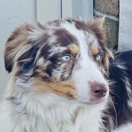 Piper - Miniature Australian Shepherd