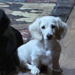 Dachshunds from Sonoran Doxies