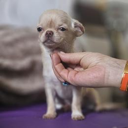 AKC tiny Girl - Fawn and white female Chihuahua puppy in Brooklyn, New York from Nadezhda's Chihuahuas