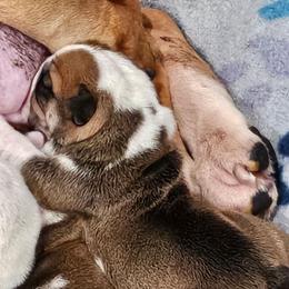 Shenna - Fawn and white female Bulldog puppy in Cheshire, Connecticut from Absolut Bulldogs