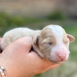 Goldie - Fawn and white female Sheepadoodle puppy in Paducah, Ky, Kentucky from Sarah Pearl’s Mini Sheepadoodles