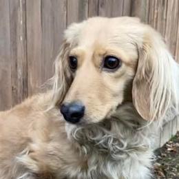 Maggie - Dachshund