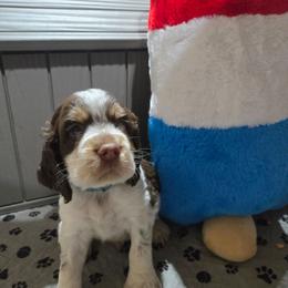 Nikki Six Boy1 - Liver and white male English Springer Spaniel puppy in Saginaw, Michigan from Kemerer Springers
