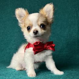 Chihuahua Puppies from Walley Farms