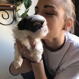 Shih Tzu Puppies from Willow Lane Shih Tzus