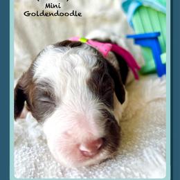 DAPHNE - Parti female Goldendoodle puppy in Houston, Texas from Pia’s Doodle Poodle Wag