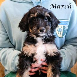 March - Black tri-color female Aussiedoodle puppy in Lancaster, Minnesota from Wilson Cattle Co.