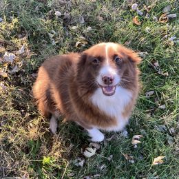 Willow - Toy Australian Shepherd